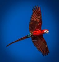 Parrot In Flight�